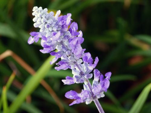 flower purple garden