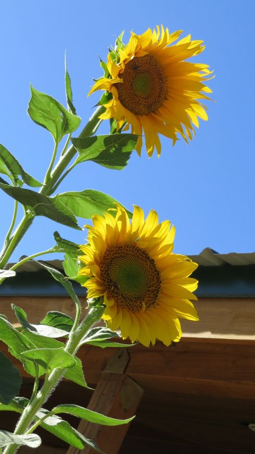 flower sunflower bees