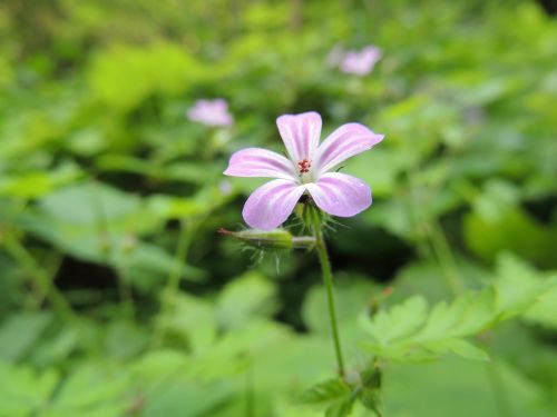 blossom bloom flower