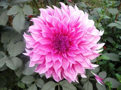 flower dahlia pink