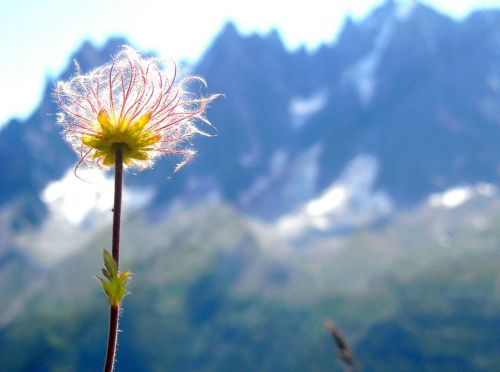 flower nature mountain