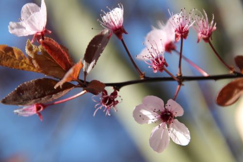 blossom bloom white blossom