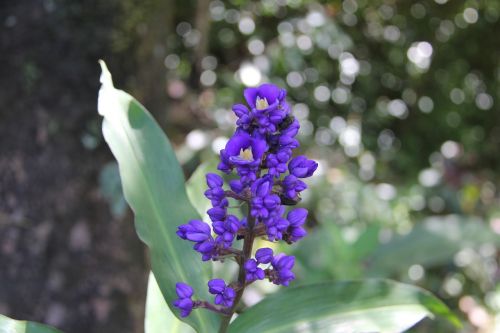 flower purple flower hawaiian flower