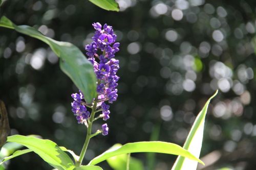 flower purple flower hawaiian flower