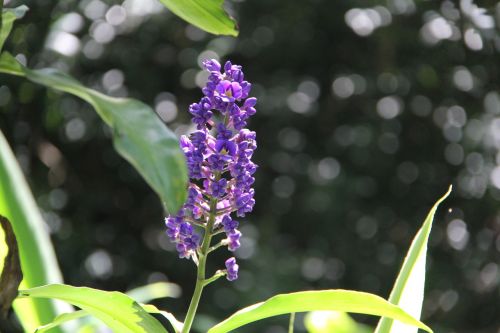 flower purple flower hawaiian flower