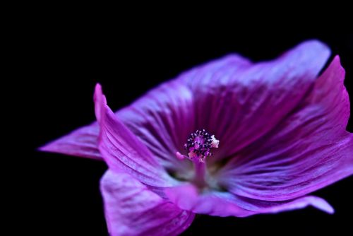 blossom bloom macro