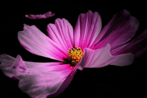 flower pink floral