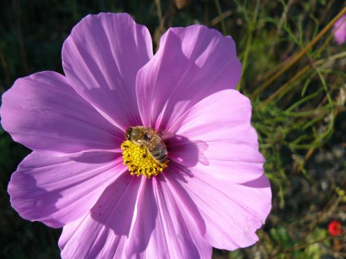 flower bloom bee