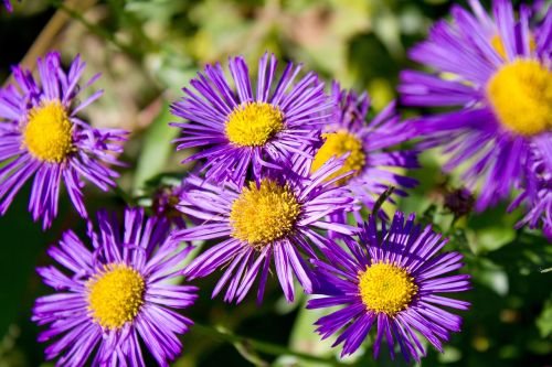 flower margaret violet