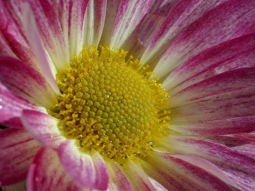 flower dew macro