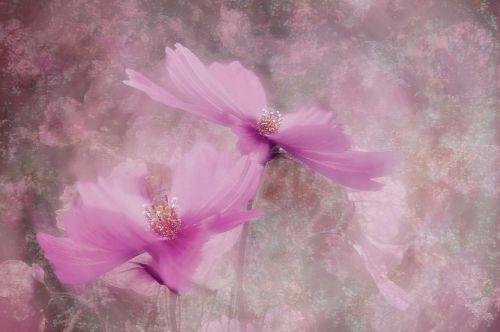 flower plant close