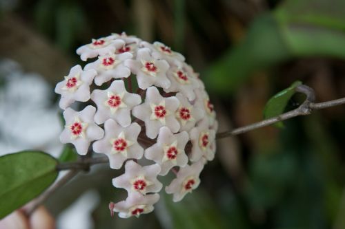 flower nature white flower