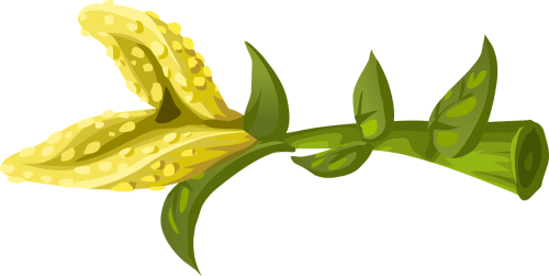 flower yellow blossom