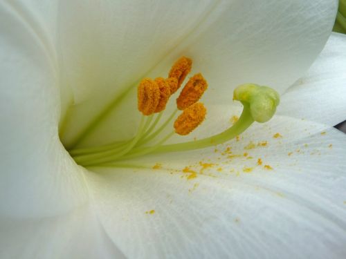 flower stamens lily