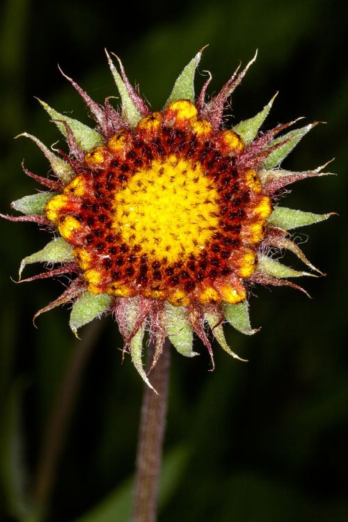 flower macro color