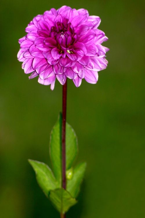 flower dahlia plant