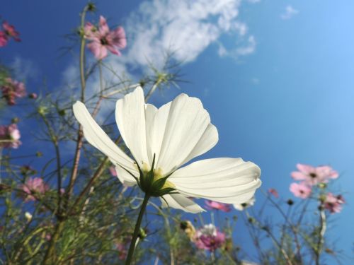 blossom bloom white