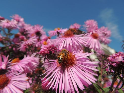 blossom bloom bee