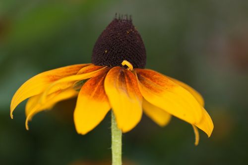 flower sun hat yellow brown