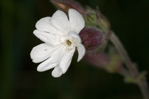 flower white macro