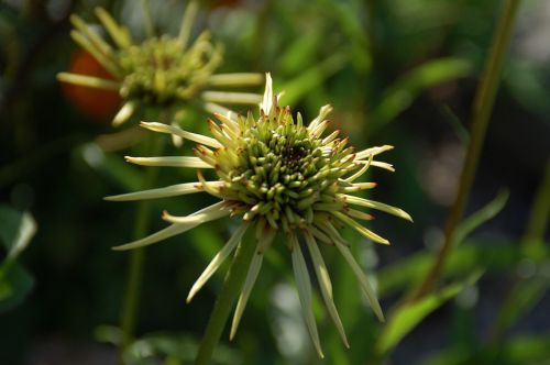 flower green floral