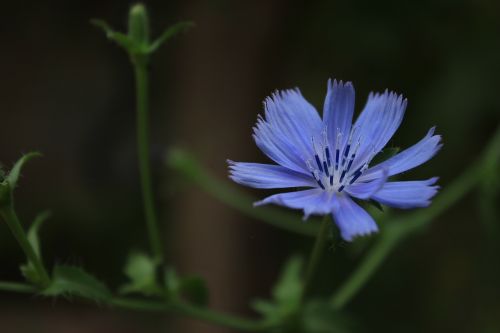 flower violet wild