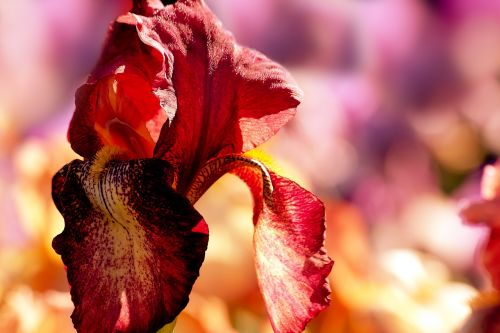 flower garden summer