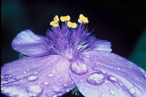 flower dew petals