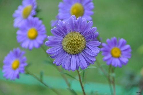 flower yellow purple