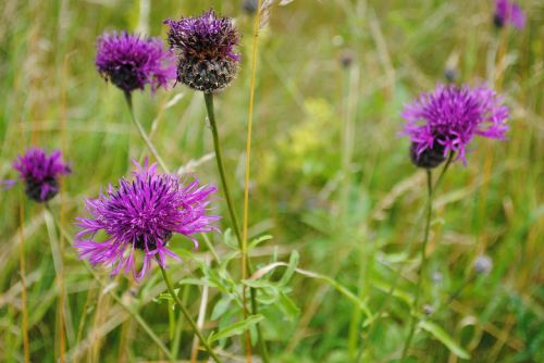 flower thistle have