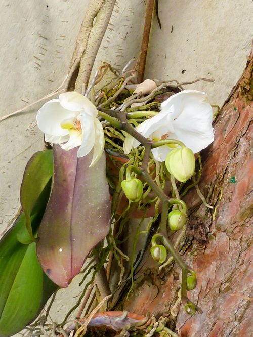 flower orchid blossom