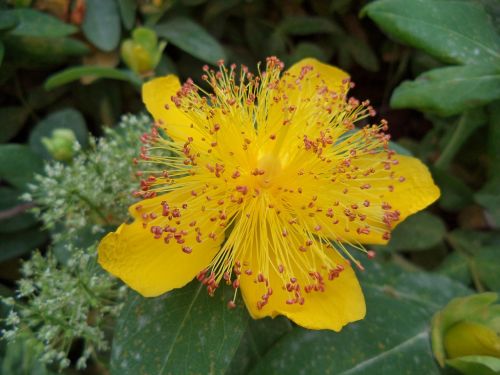 flower shrub yellow