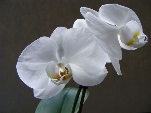 flower orchid white