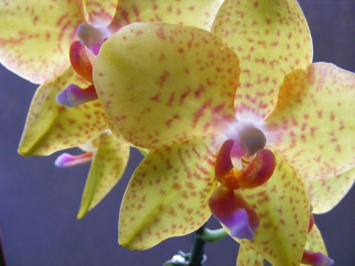 flower yellow orchid