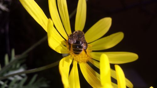 flower daisy bee