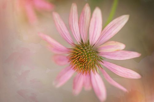 flower pink bloom