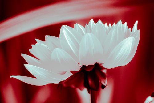 flower white red