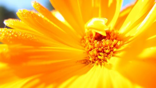 flower macro nature