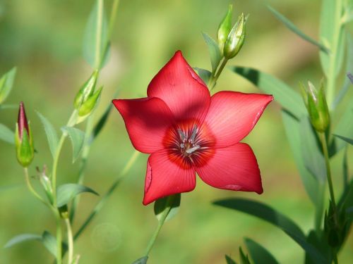 flower red lein blossom
