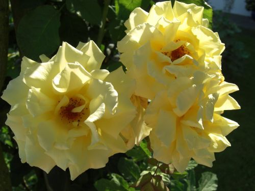 flower roses yellow