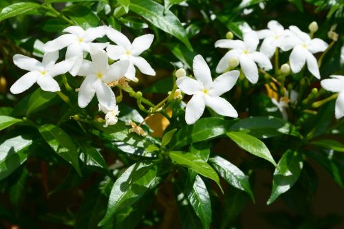 flower white leaf