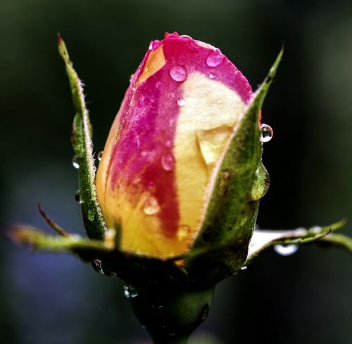 flower rose blossom