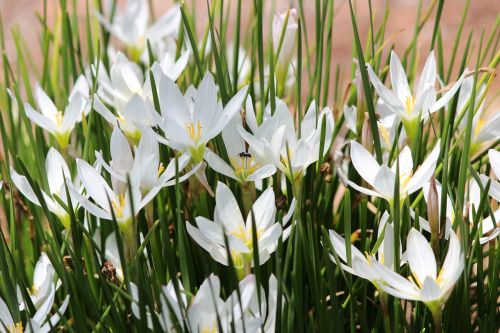 flower white fresh