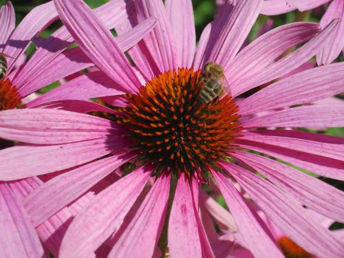 flower nature bee