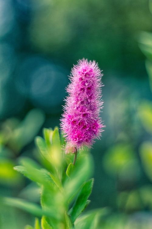 flower nature flowers