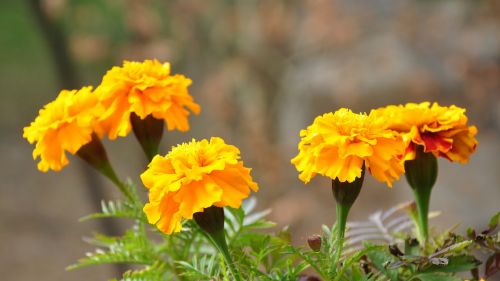 flower yellow nature