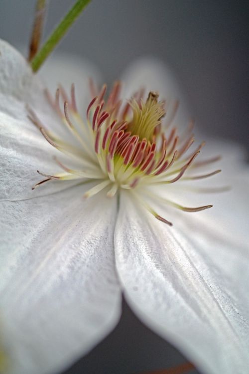 flower white plant