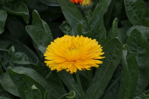 flower calendula yellow