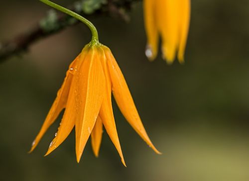 flower dewdrop orange