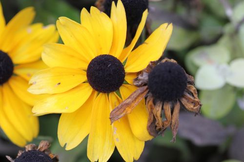 flower yellow nature